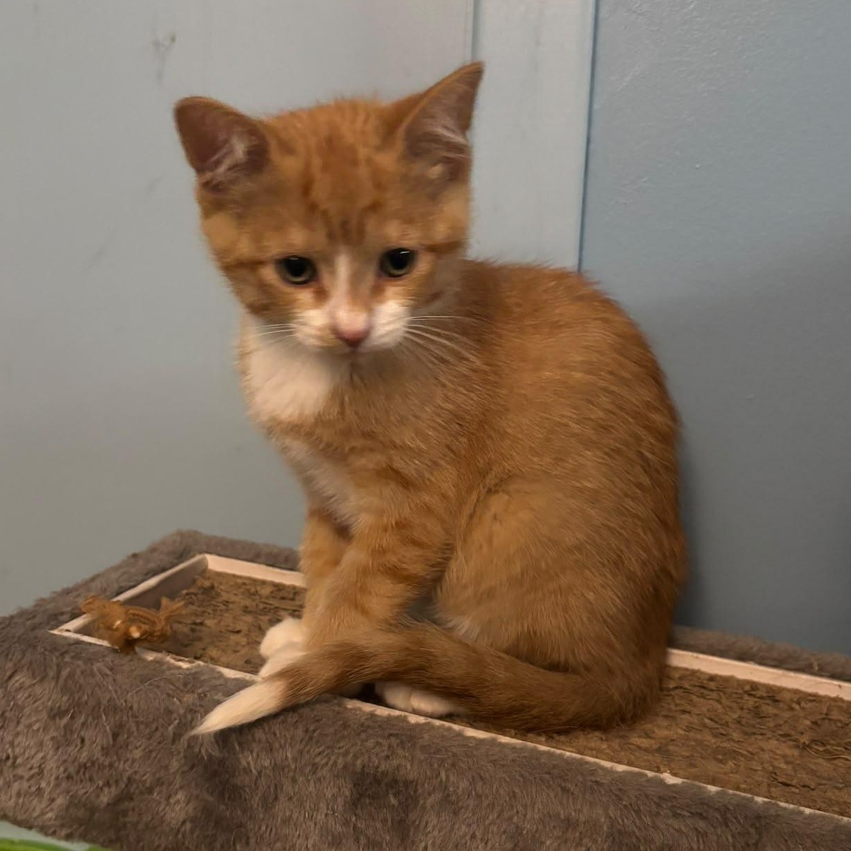 Charlie, an adopted Domestic Short Hair in Everett, ON image 4/6