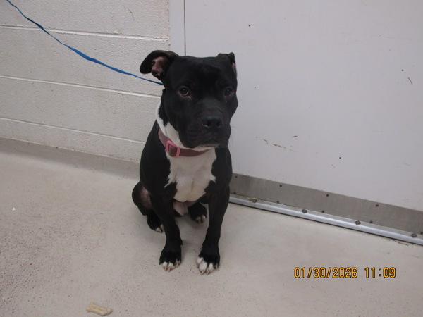 Enlarge Gunner (802), a Adoptable mixed breed in Marietta, GA image 1/1