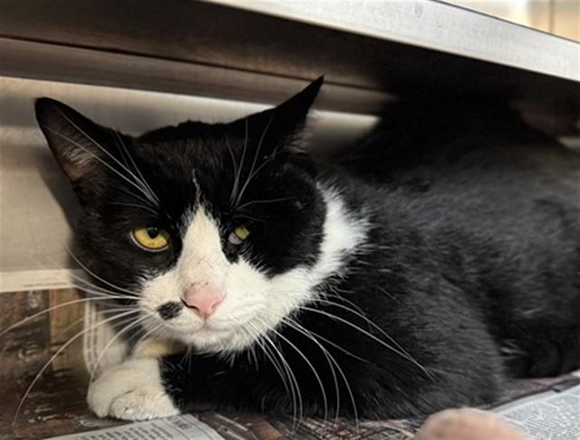 BUBA, Adoptable, Young Male Domestic Short Hair.