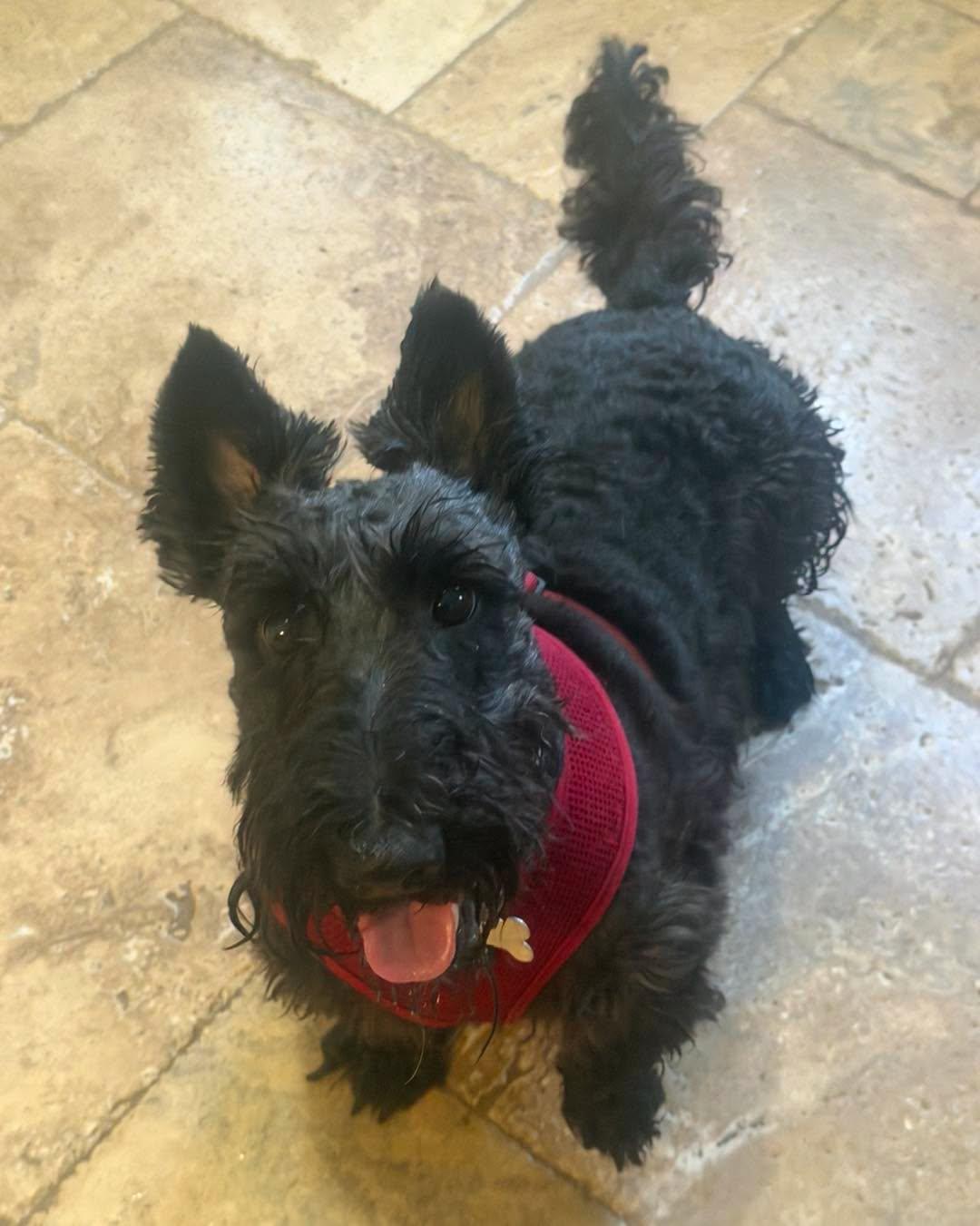 Luke, ADOPTABLE, Young Male Scottish Terrier.