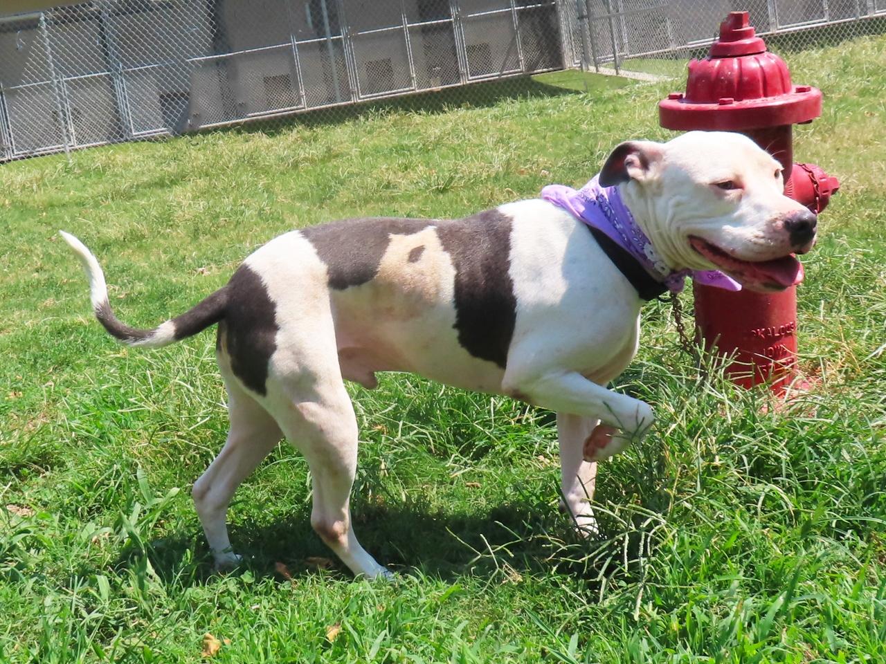 Enlarge Hamburglar 26C-233, a Adoptable Pit Bull Terrier in Rogers, AR image 2/5