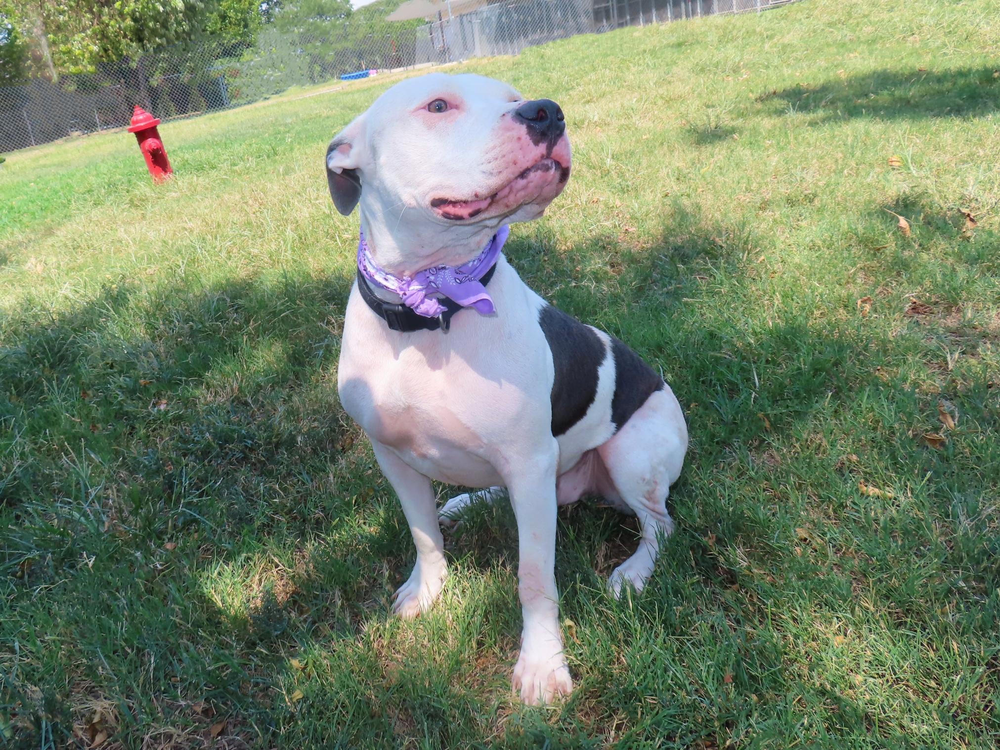 Enlarge Hamburglar 26C-233, a Adoptable Pit Bull Terrier in Rogers, AR image 4/5