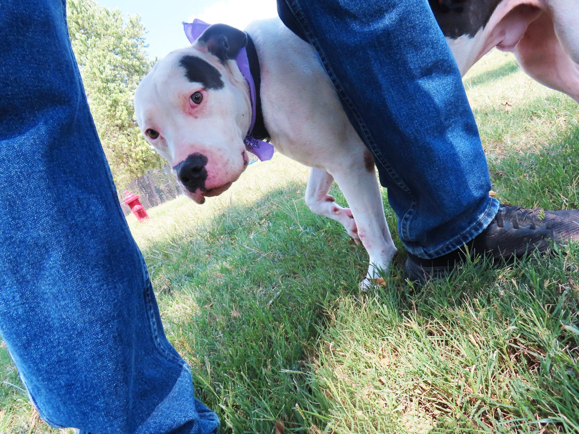 Enlarge Hamburglar 26C-233, a Adoptable Pit Bull Terrier in Rogers, AR image 3/5