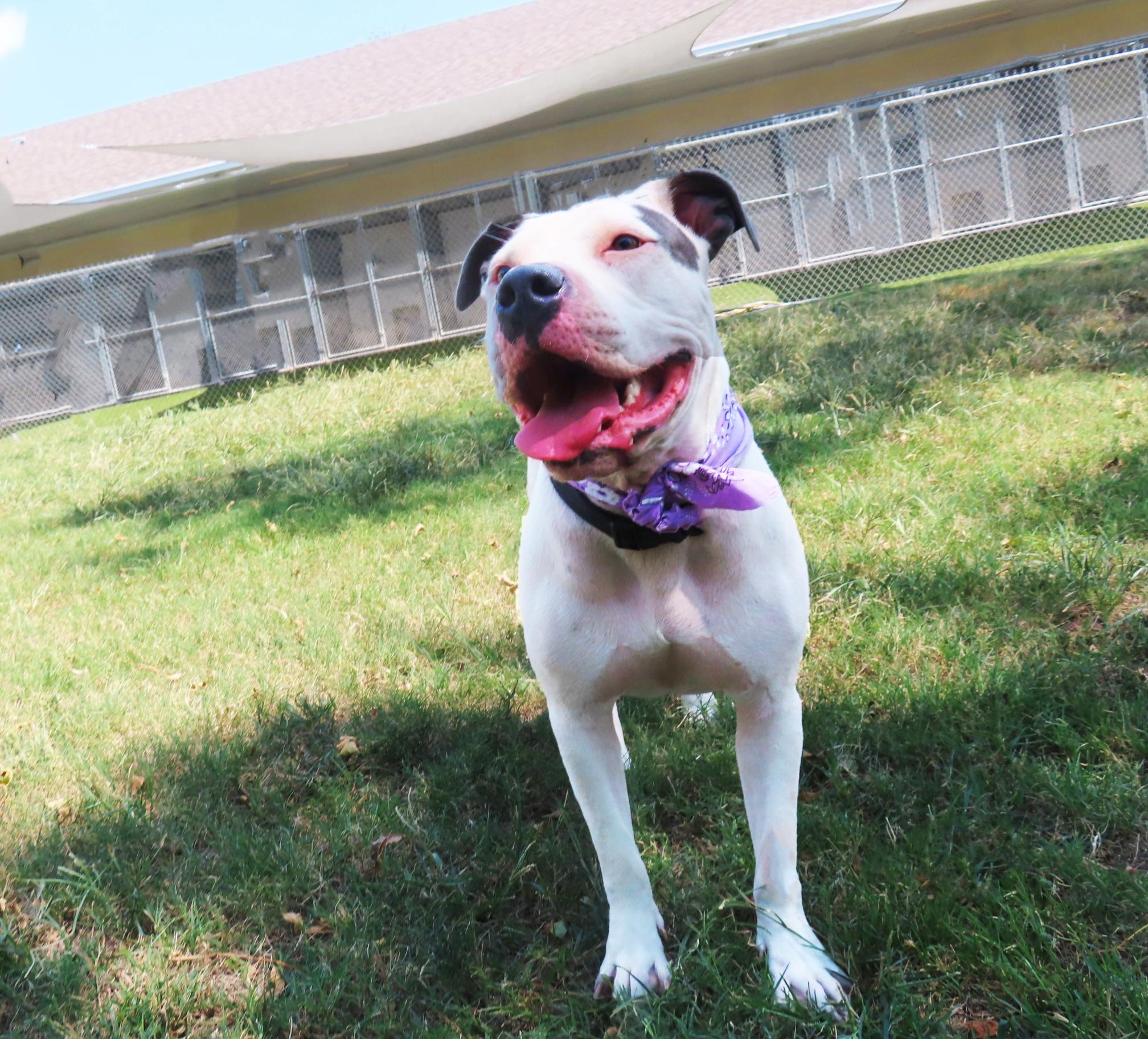 Enlarge Hamburglar 26C-233, a Adoptable Pit Bull Terrier in Rogers, AR image 5/5