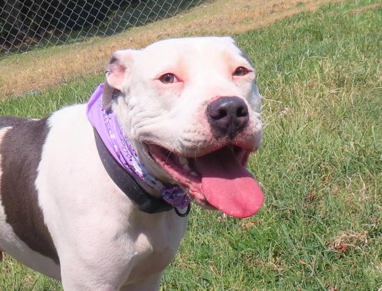 Enlarge Hamburglar 26C-233, a Adoptable Pit Bull Terrier in Rogers, AR image 1/5