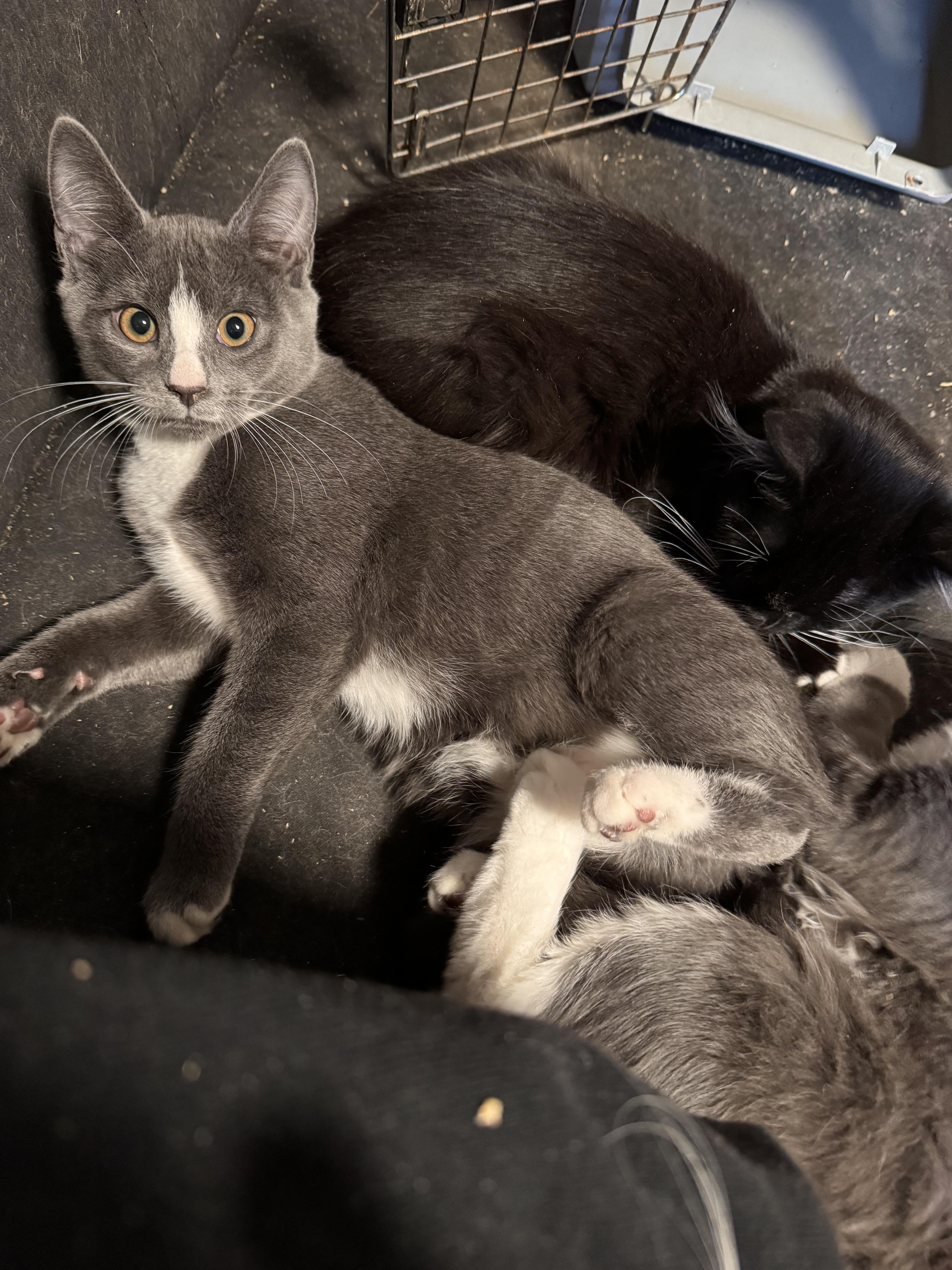 Enid, a Adopted Domestic Short Hair in Burlington, VT image 1/6