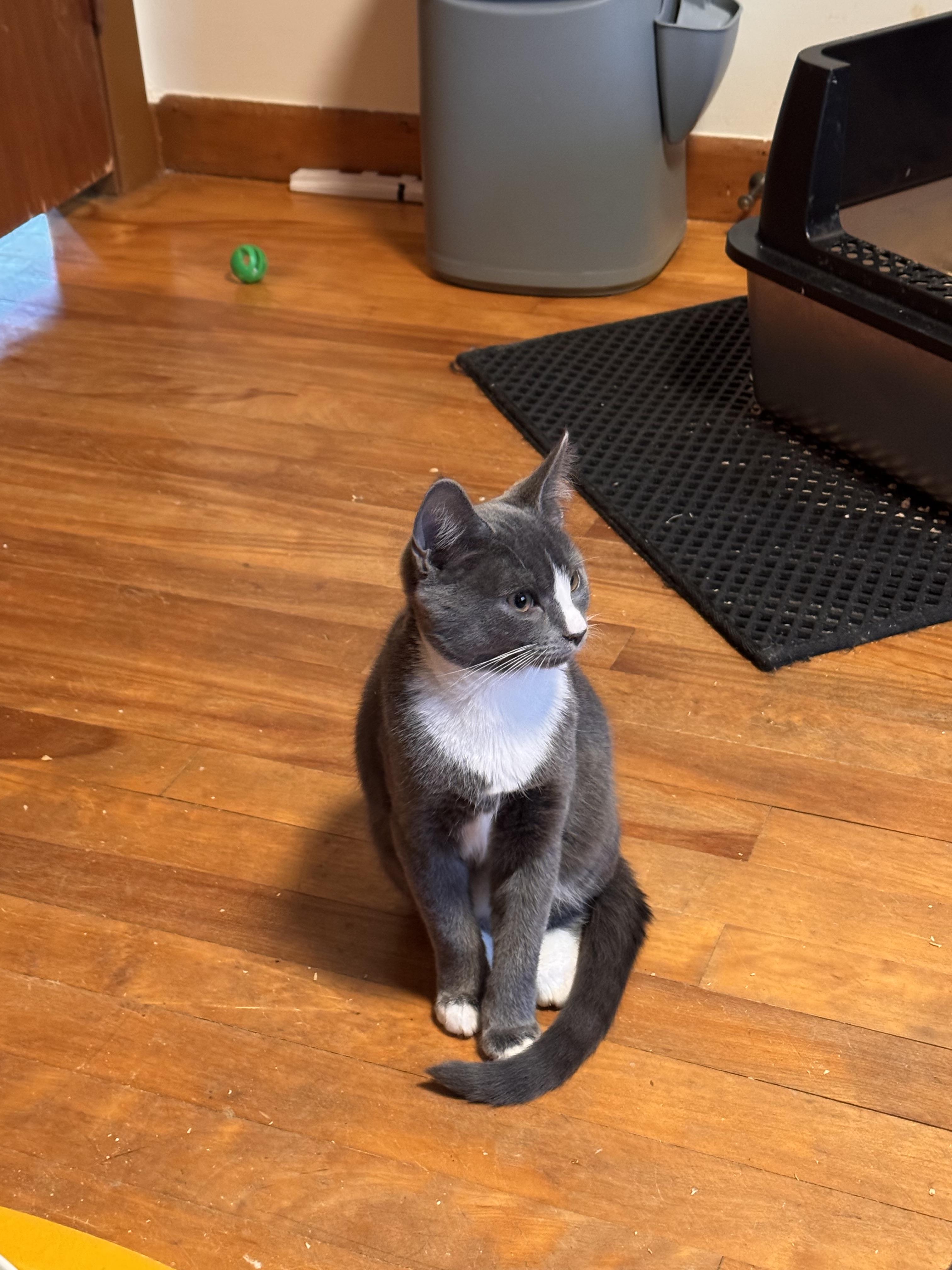 Enid, a Adopted Domestic Short Hair in Burlington, VT image 2/6