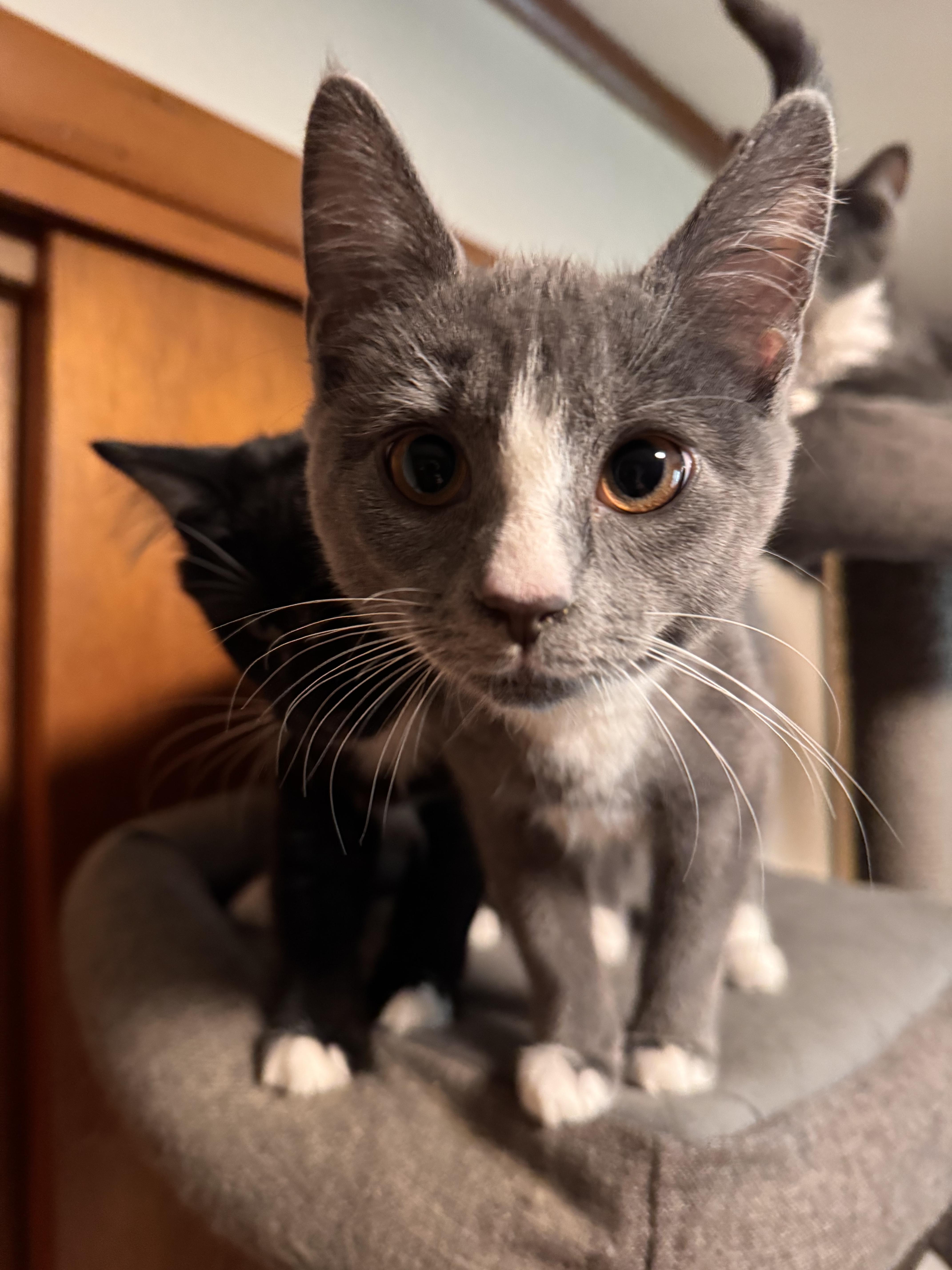 Enid, a Adopted Domestic Short Hair in Burlington, VT image 3/6