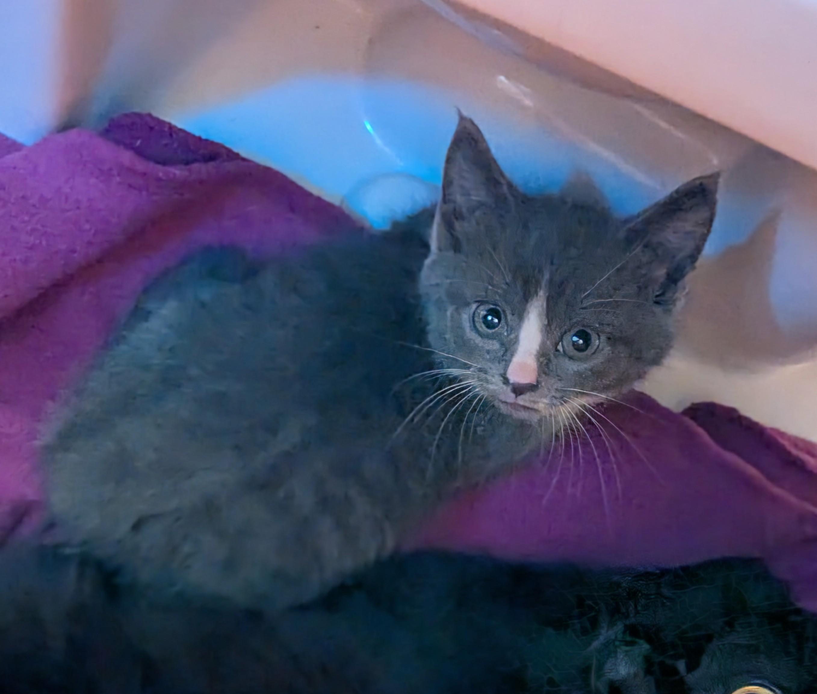 Enid, a Adopted Domestic Short Hair in Burlington, VT image 4/6