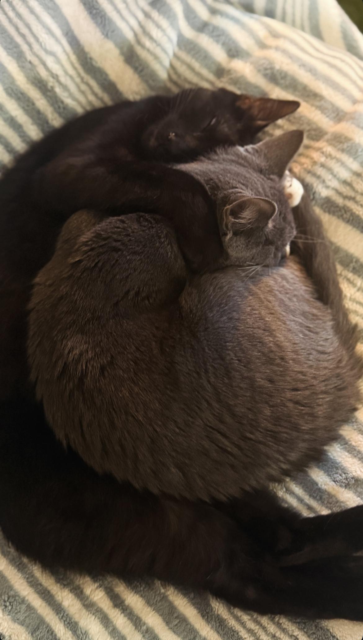 Enid, a Adopted Domestic Short Hair in Burlington, VT image 5/6