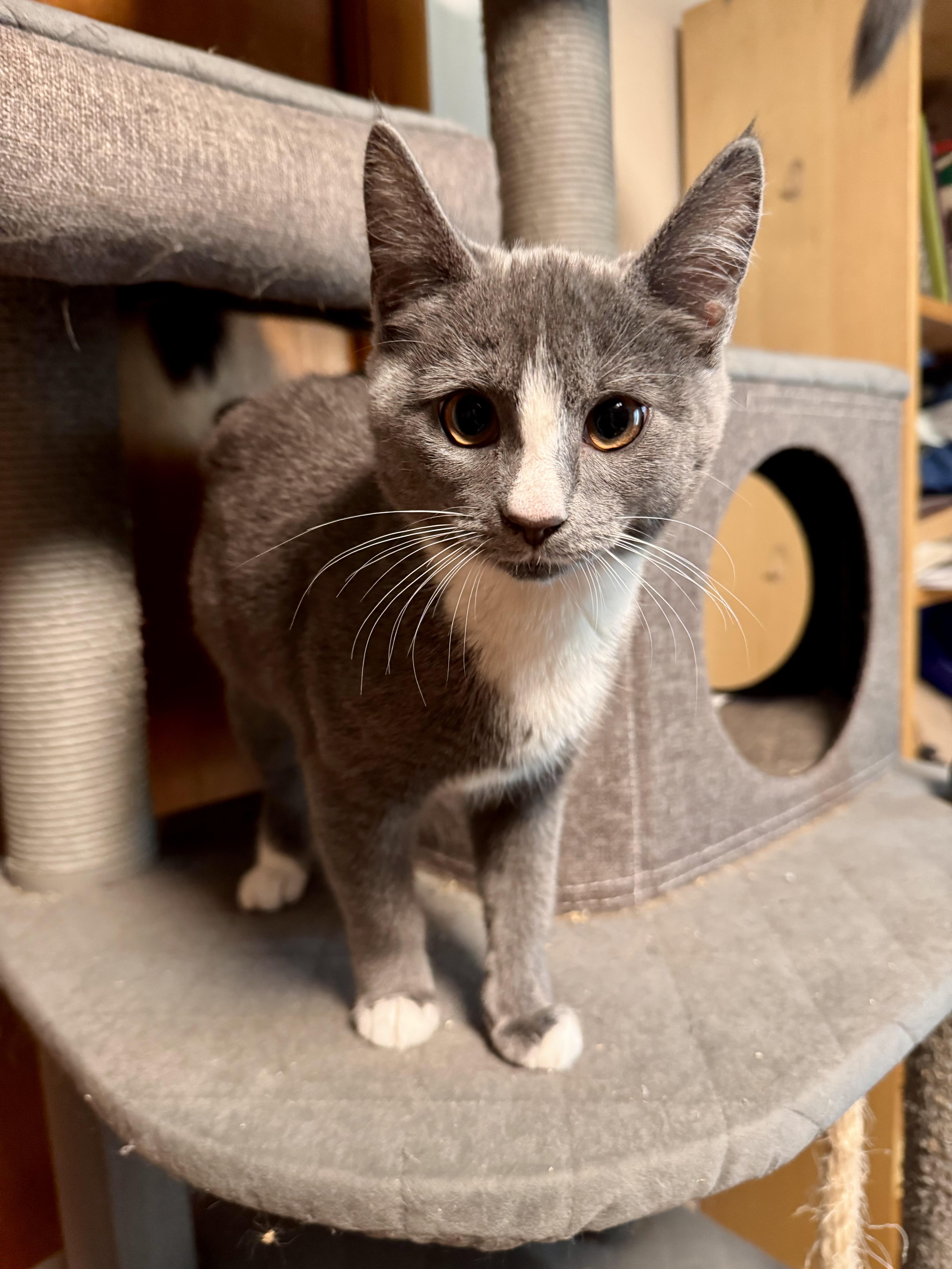 Enid, a Adopted Domestic Short Hair in Burlington, VT image 6/6