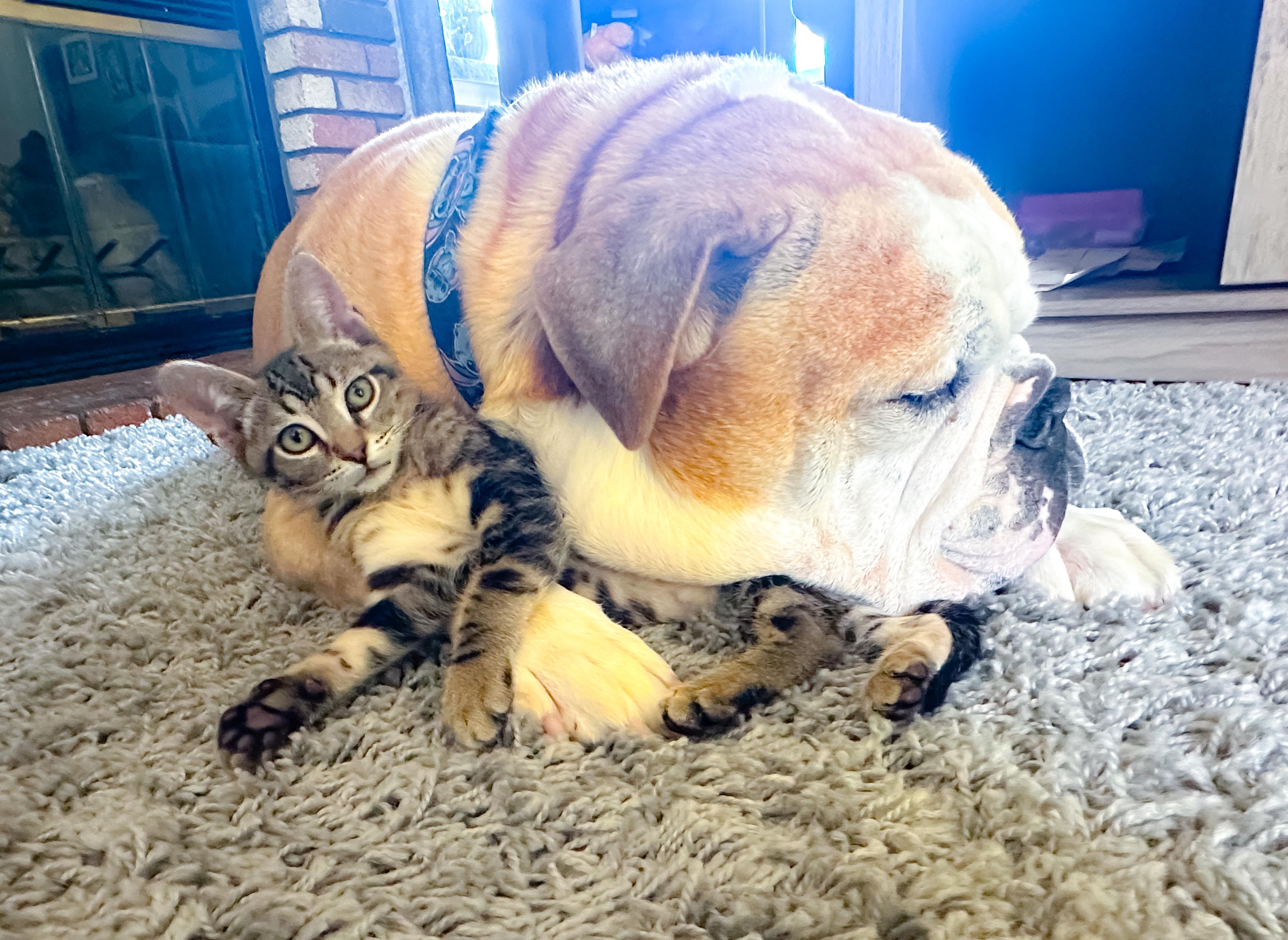 Racer, a ADOPTABLE Tabby in Oakley, CA image 4/5
