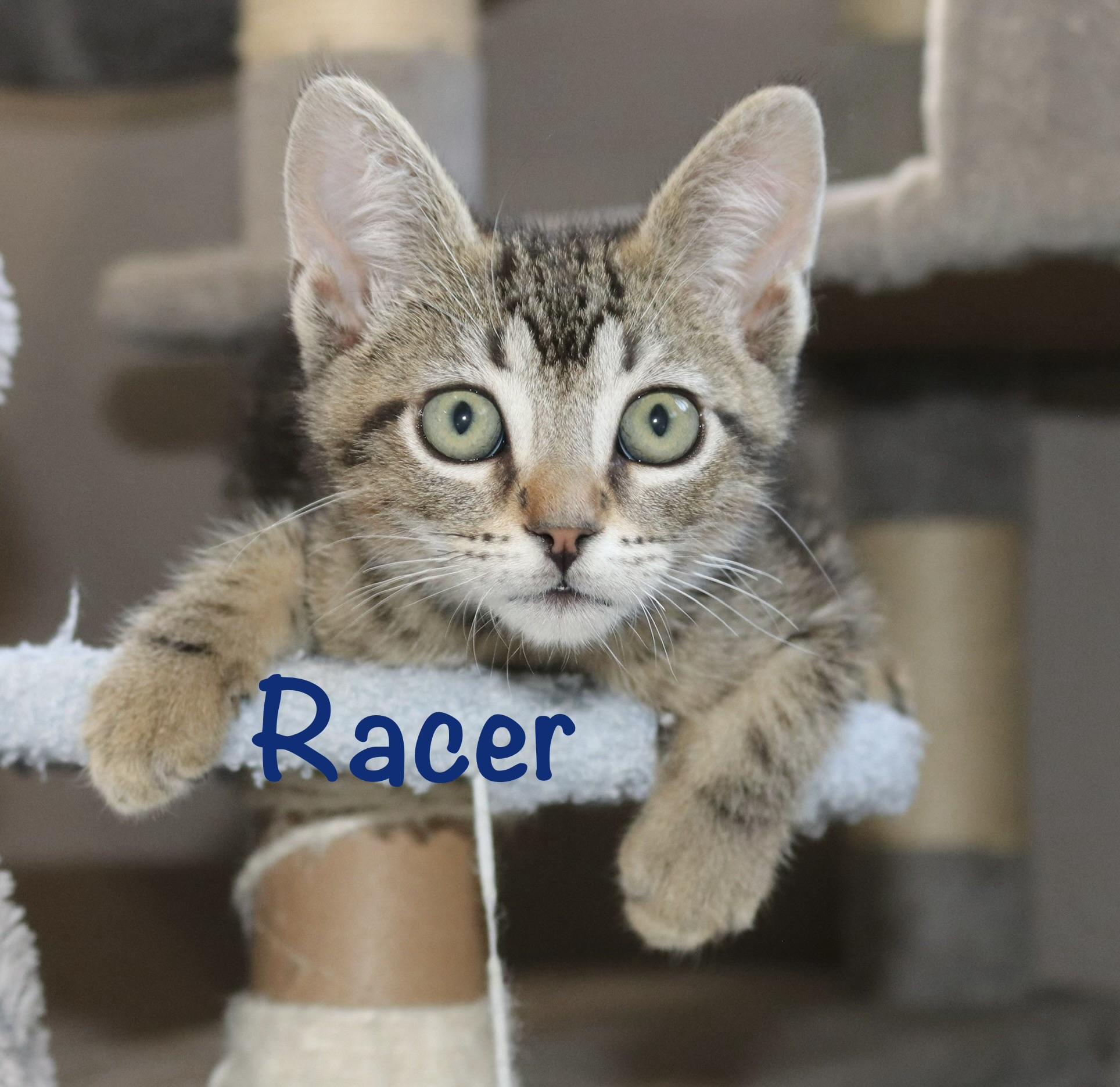 Racer, ADOPTABLE, Kitten Male Tabby.