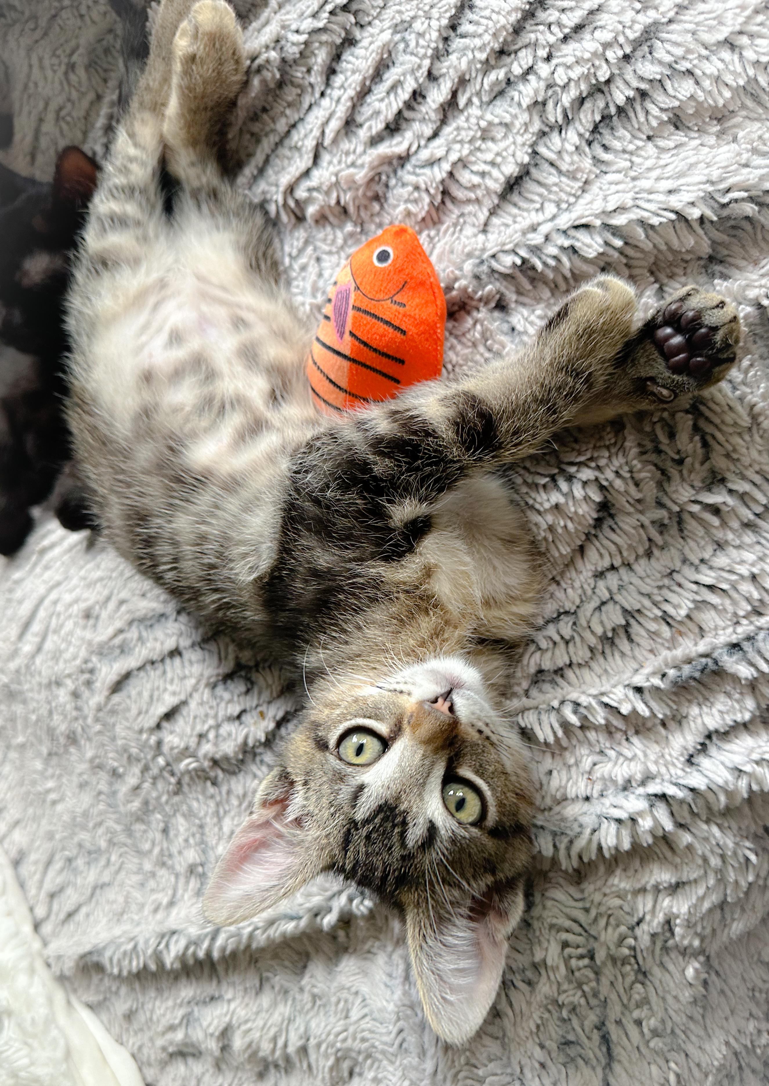 Racer, a ADOPTABLE Tabby in Oakley, CA image 3/5