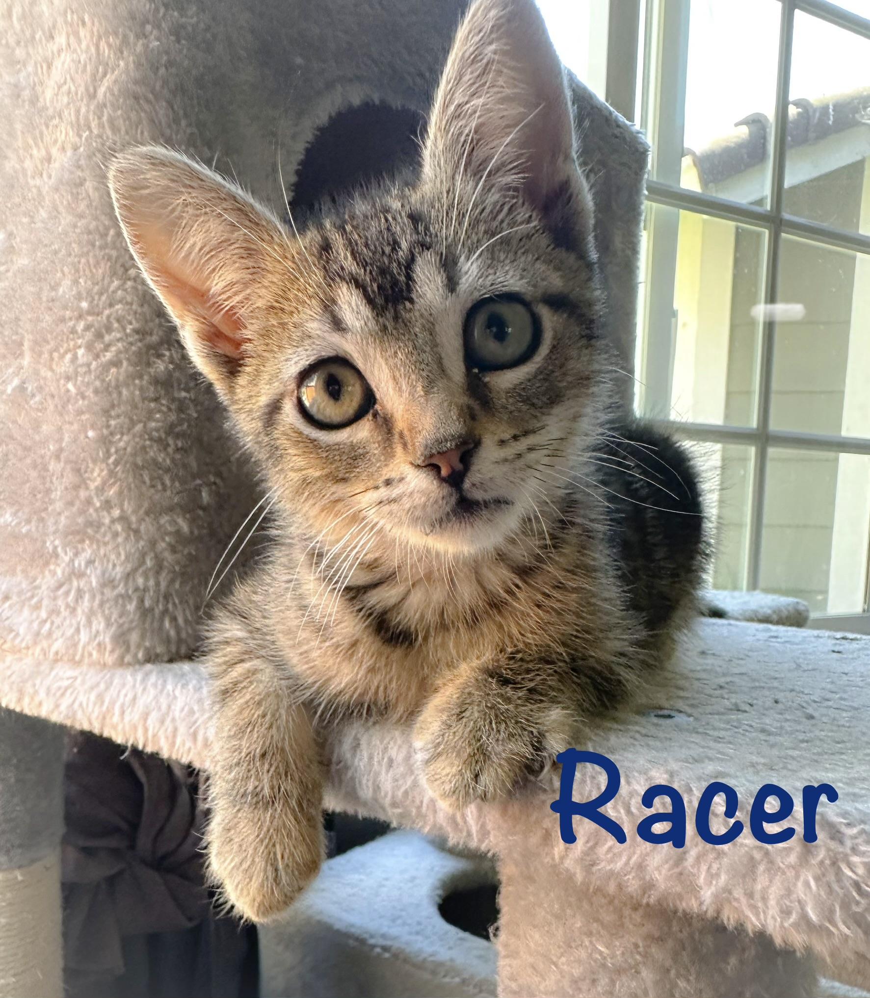 Racer, a ADOPTABLE Tabby in Oakley, CA image 2/5