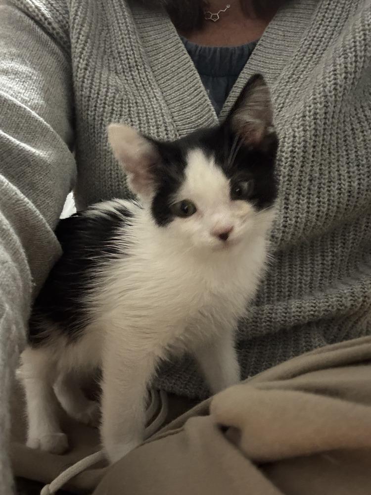 Enlarge Flurry, a Adoptable Domestic Short Hair in Gallup, NM image 1/4