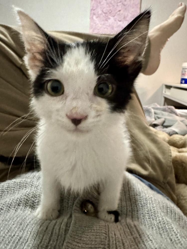 Enlarge Flurry, a Adoptable Domestic Short Hair in Gallup, NM image 2/4