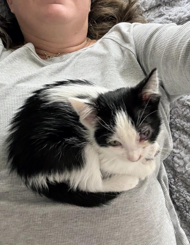 Enlarge Flurry, a Adoptable Domestic Short Hair in Gallup, NM image 3/4