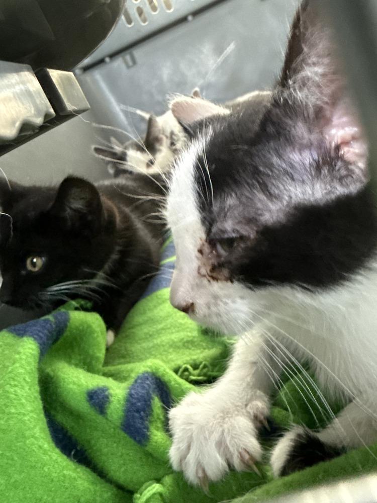 Enlarge Flurry, a Adoptable Domestic Short Hair in Gallup, NM image 4/4