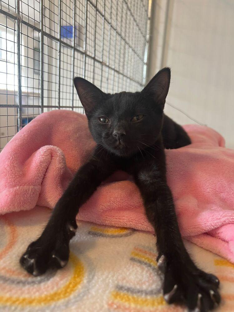 Blackberry, Adoptable, Kitten Female Domestic Short Hair.