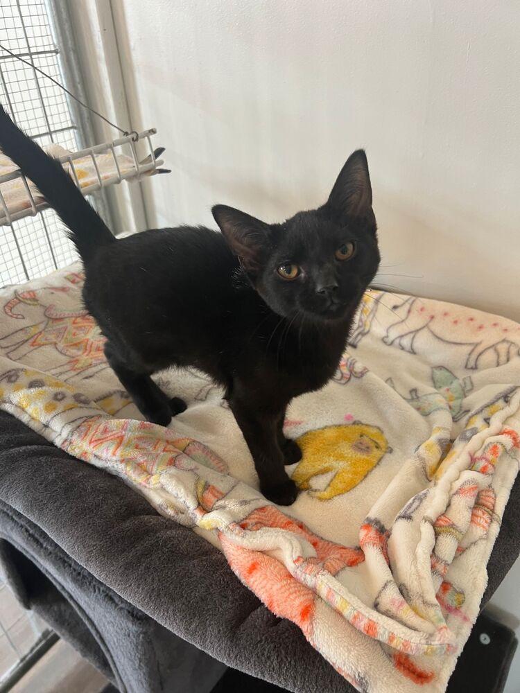 Enlarge Blackberry, a Adoptable Domestic Short Hair in McPherson, KS image 3/3