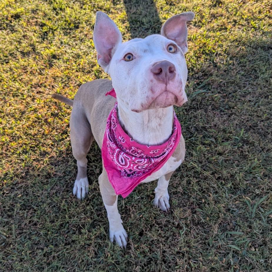 Coraline *AVAILABLE IN FOSTER*, Adoptable, Adult Female Mixed Breed.