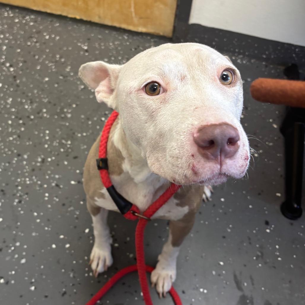 Coraline *AVAILABLE IN FOSTER*, a Adoptable Mixed Breed image 5/6