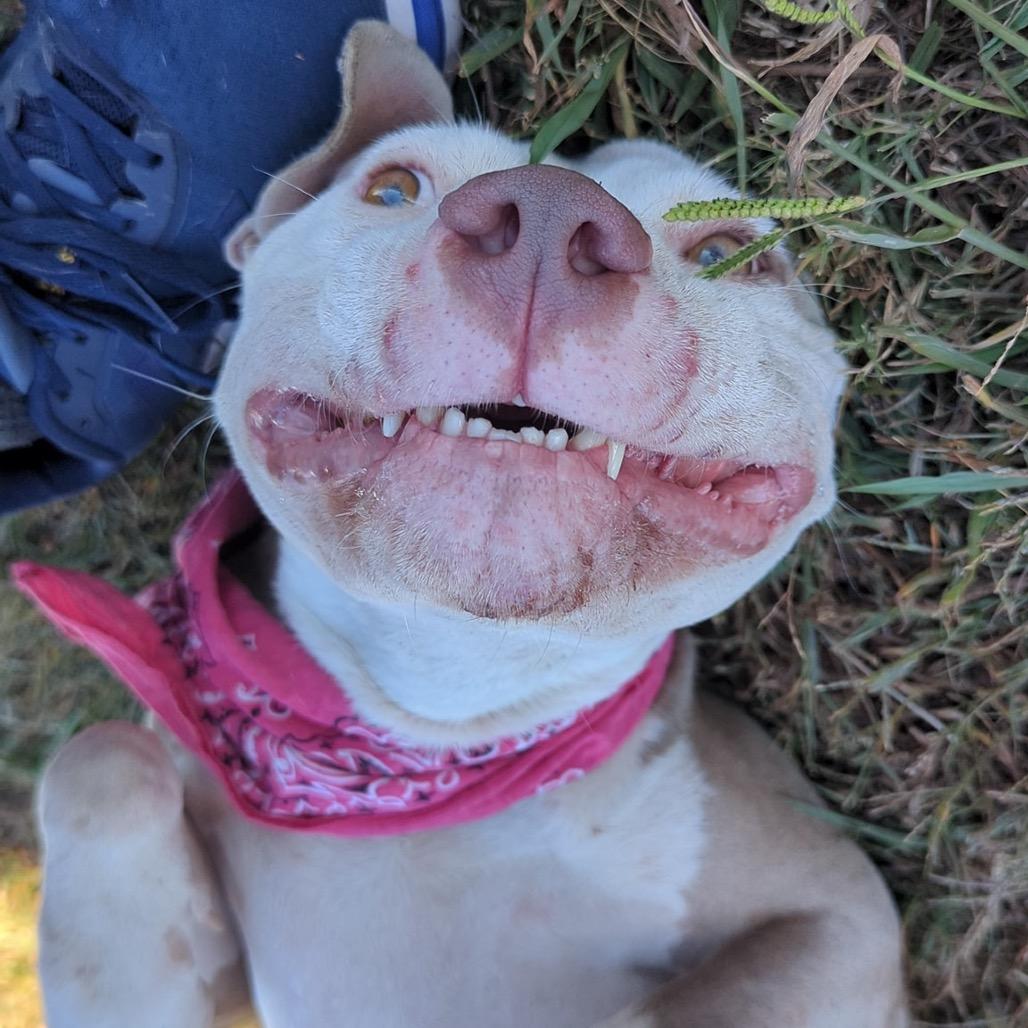 Coraline *AVAILABLE IN FOSTER*, a Adoptable Mixed Breed image 6/6