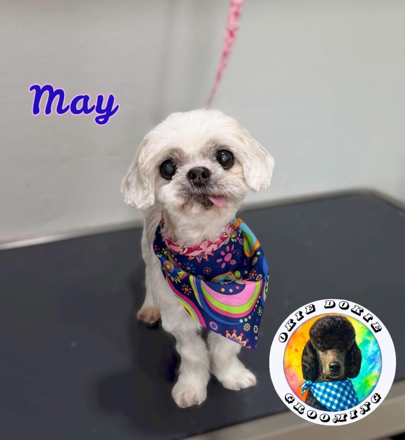 Enlarge May, a Adoptable Shih Tzu in Venice, FL image 3/5