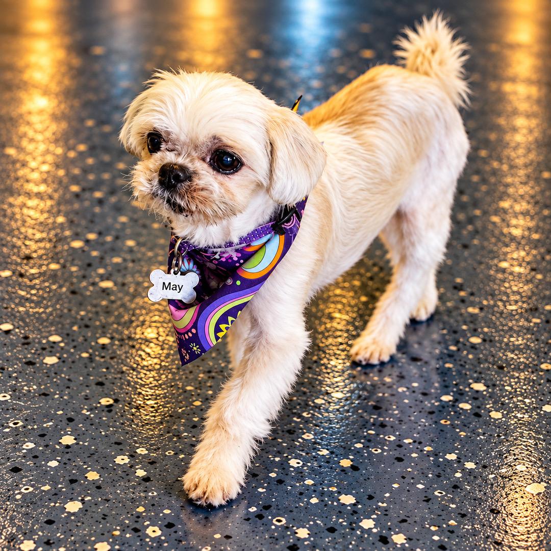 May, Adoptable, Senior Female Shih Tzu.