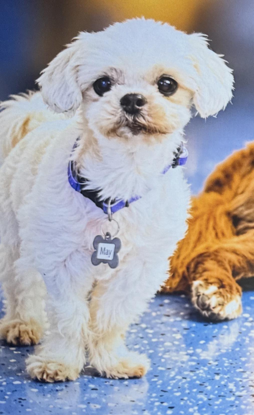 Enlarge May, a Adoptable Shih Tzu in Venice, FL image 4/5