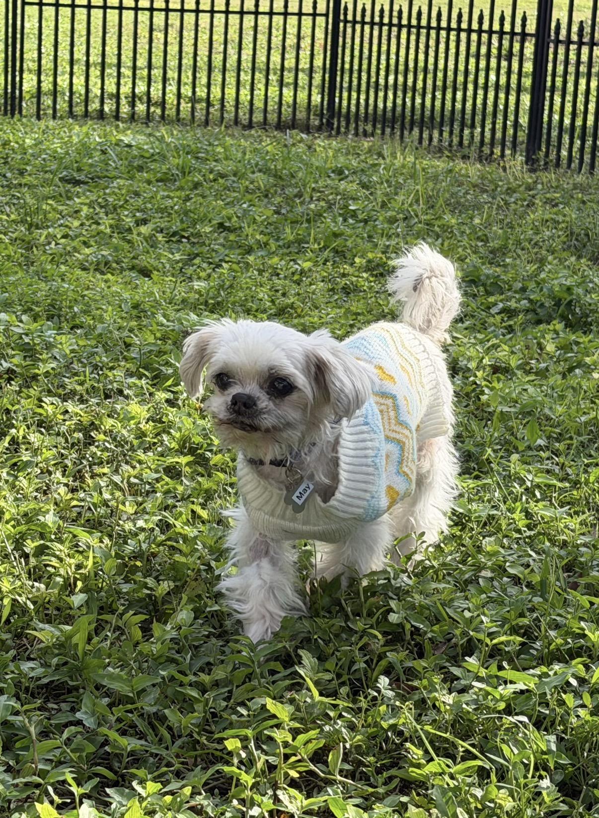Enlarge May, a Adoptable Shih Tzu in Venice, FL image 5/5