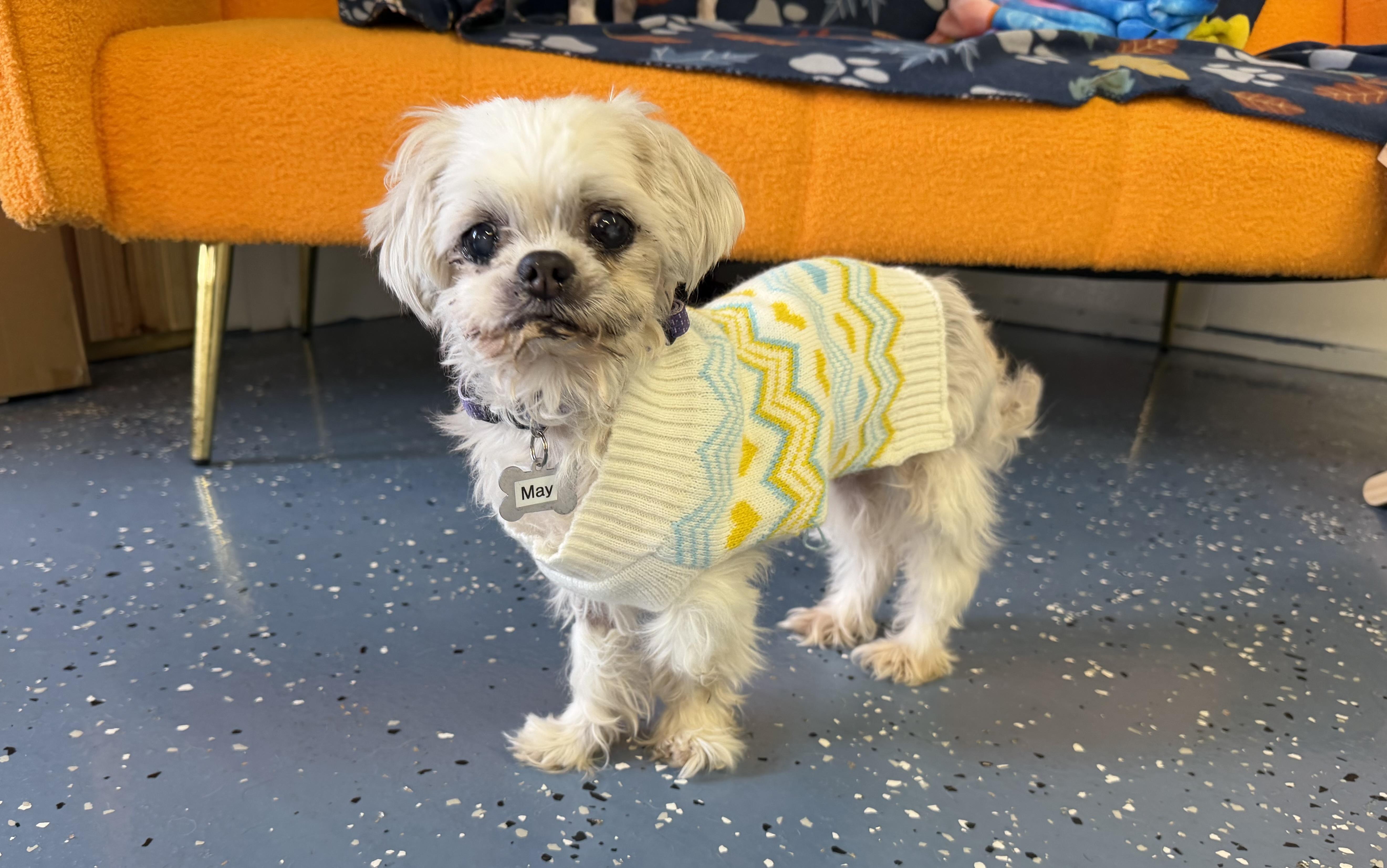 Enlarge May, a Adoptable Shih Tzu in Venice, FL image 2/5