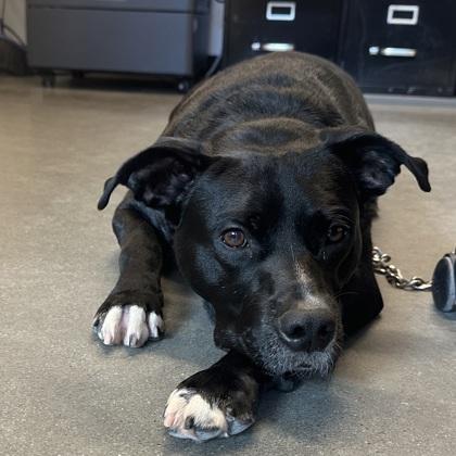 Enlarge Scott Pilgram, a Adoptable mixed breed in Voorhees, NJ image 1/3