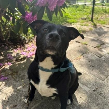 Enlarge Scott Pilgram, a Adoptable mixed breed in Voorhees, NJ image 2/3