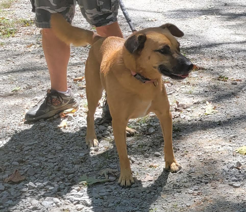 JOURNEY, Adoptable, Adult Male Carolina Dog & Black Mouth Cur.
