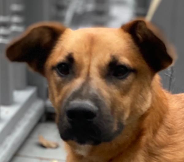 Enlarge JOURNEY, a Adoptable mixed breed in Crossville, TN image 5/6