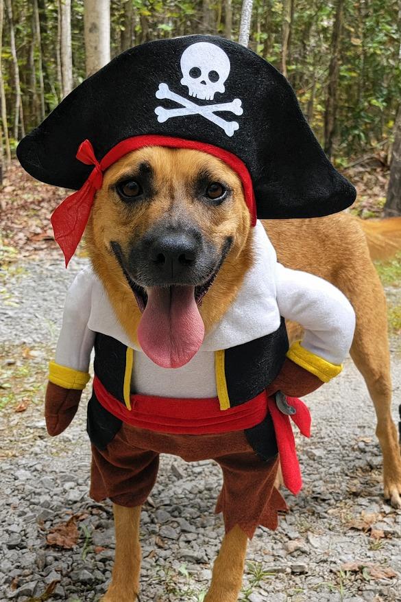 Enlarge JOURNEY, a Adoptable mixed breed in Crossville, TN image 6/6