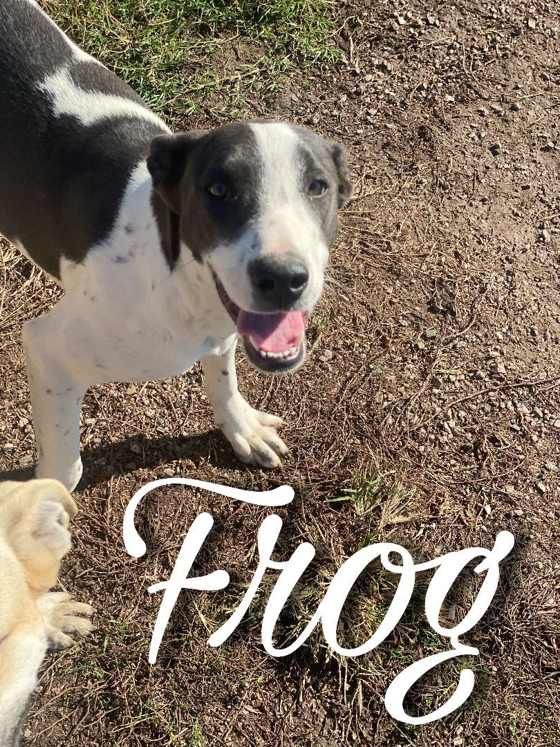 Enlarge Frog, a Adoptable mixed breed in Sherman, TX image 1/1