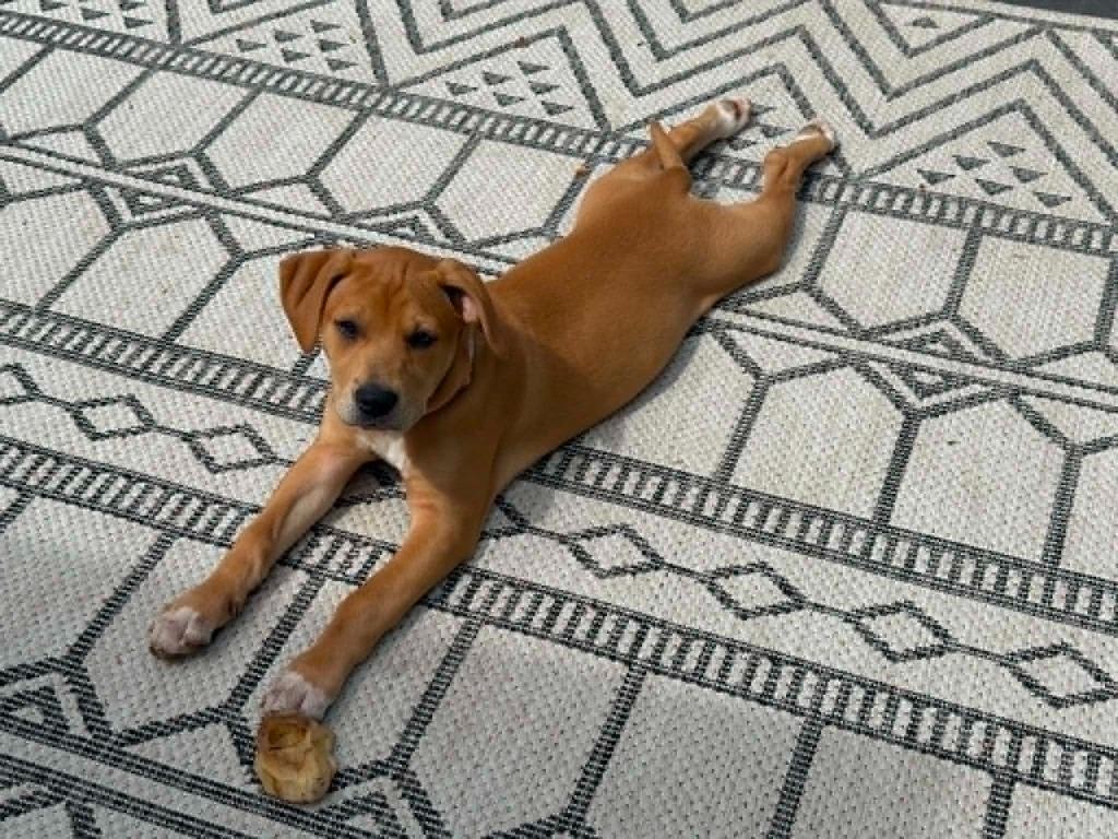 Fizz, a Adoptable mixed breed in Fond Du Lac, WI image 1/5