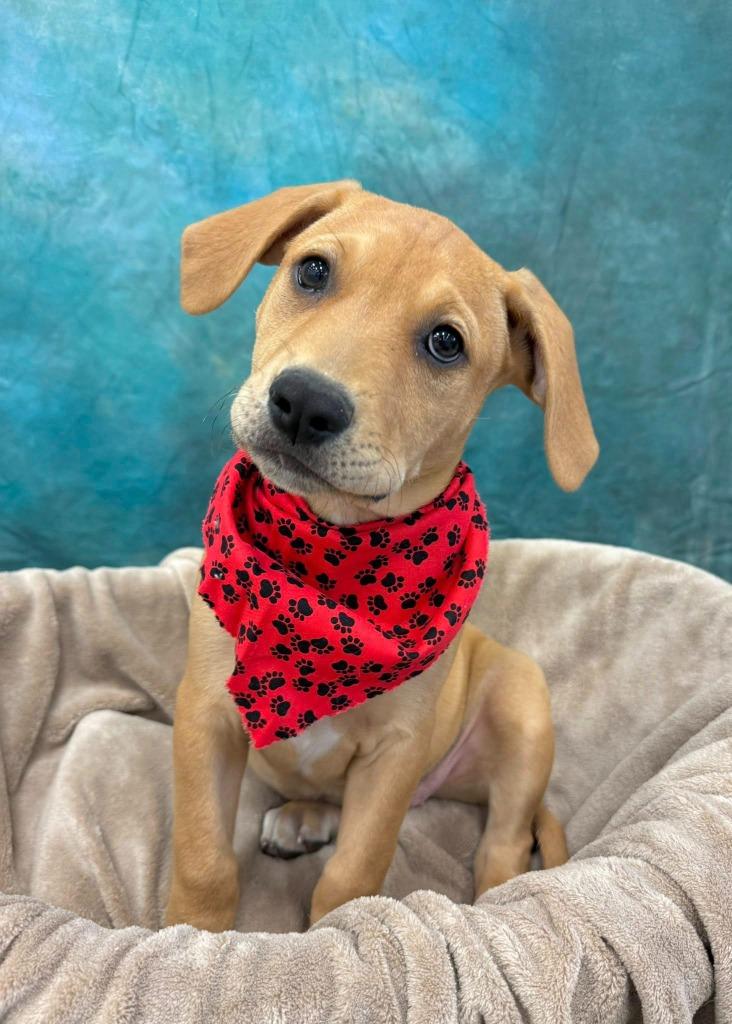Fizz, a Adoptable mixed breed in Fond Du Lac, WI image 2/5