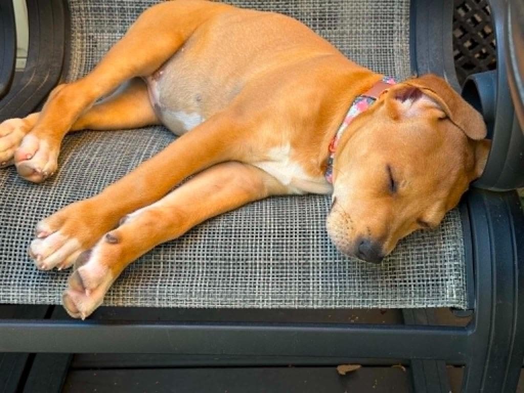 Fizz, a Adoptable mixed breed in Fond Du Lac, WI image 4/5