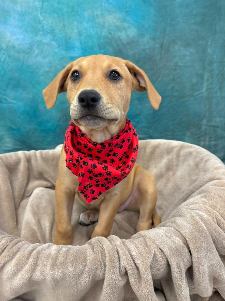 Fizz, a Adoptable mixed breed in Fond Du Lac, WI image 5/5