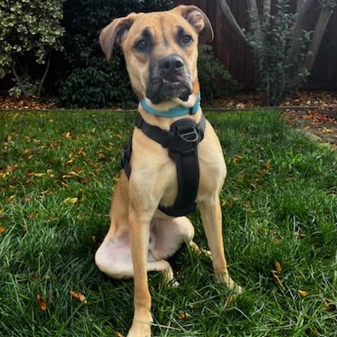 Scooby, a ADOPTABLE mixed breed in Fairfield, CA image 5/5