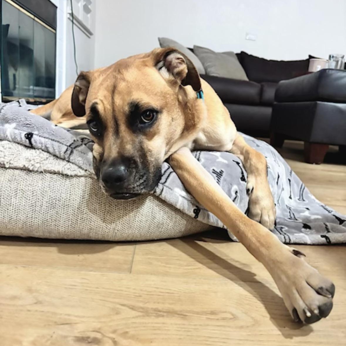 Scooby, a ADOPTABLE mixed breed in Fairfield, CA image 1/5