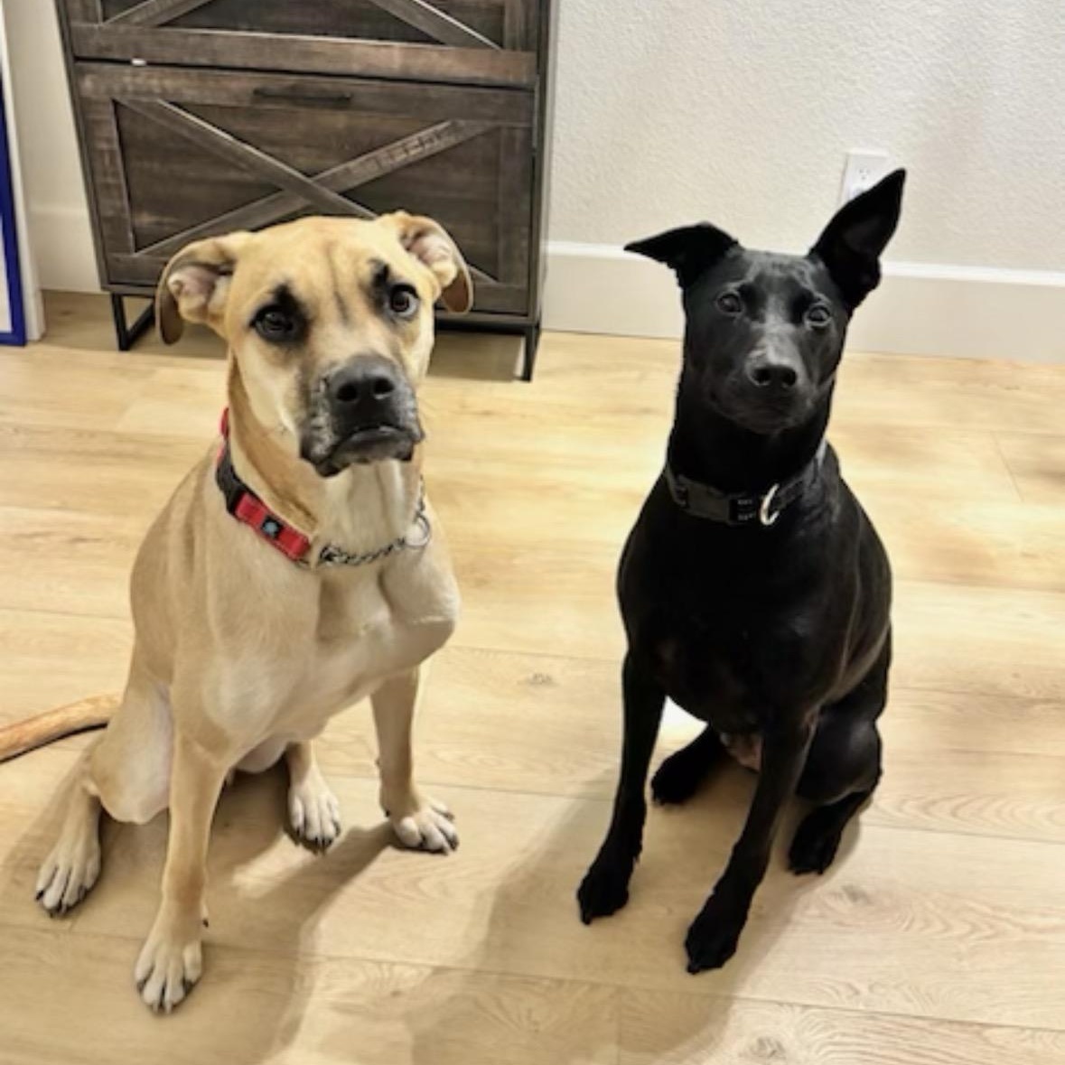 Scooby, a ADOPTABLE mixed breed in Fairfield, CA image 3/5