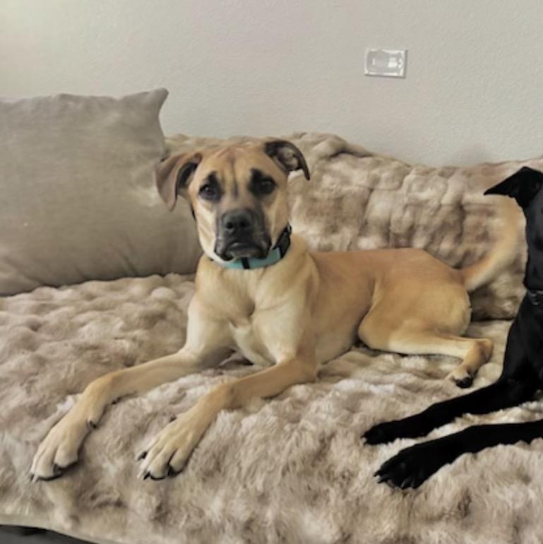 Scooby, a ADOPTABLE mixed breed in Fairfield, CA image 2/5