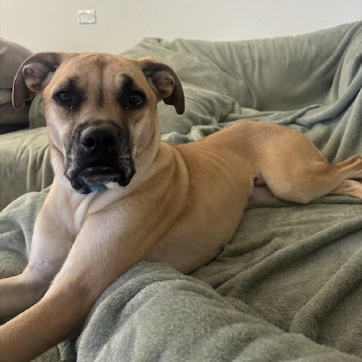 Scooby, a ADOPTABLE mixed breed in Fairfield, CA image 4/5