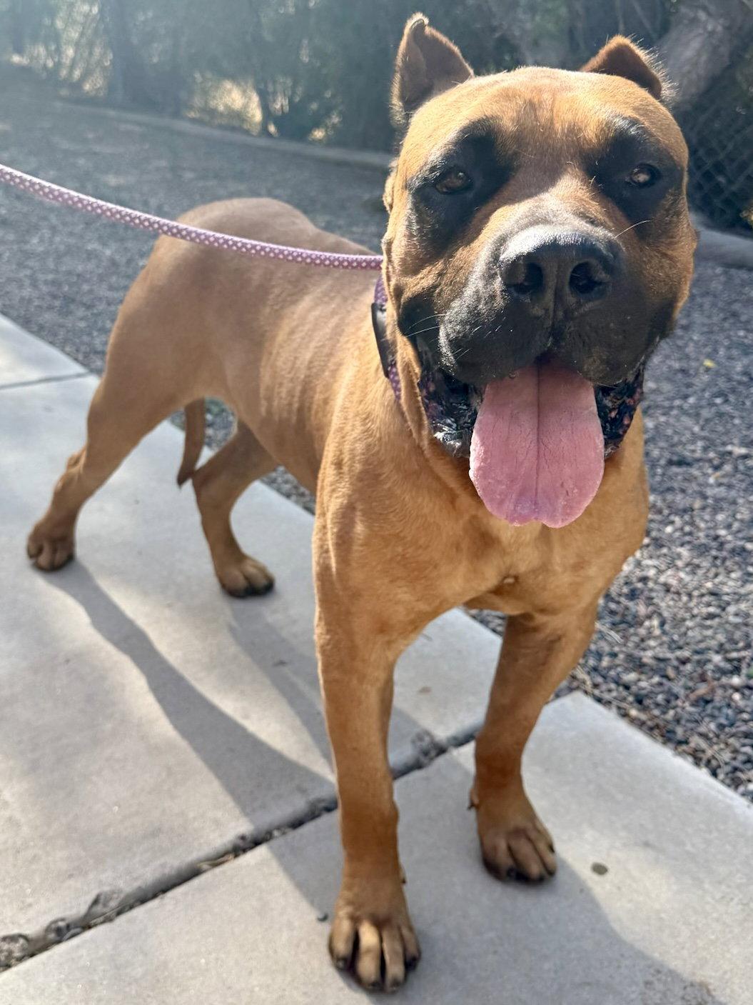 Liam, Adopted, Young Male Presa Canario.