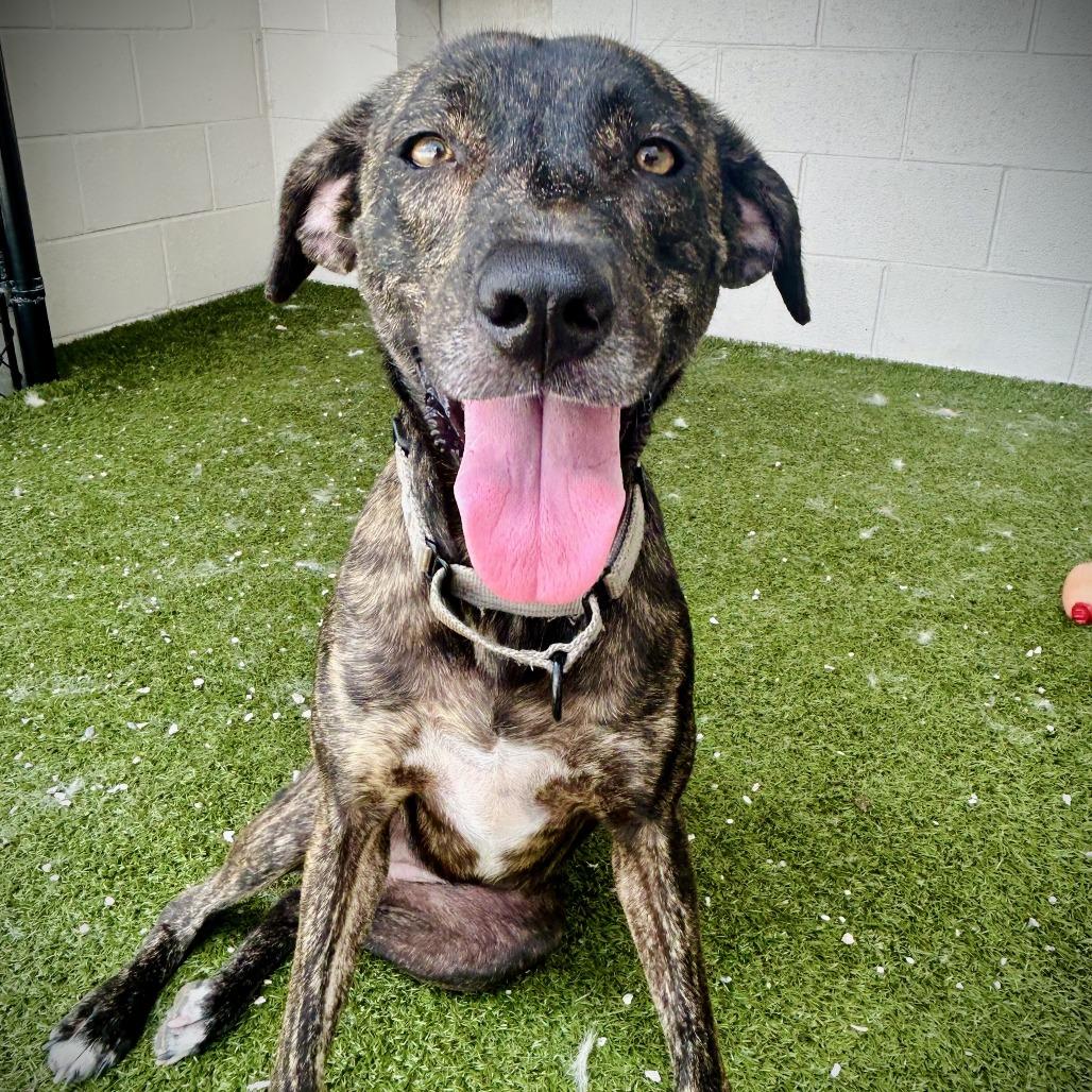 Starburst, Adoptable, Adult Female Mixed Breed & Mixed Breed.